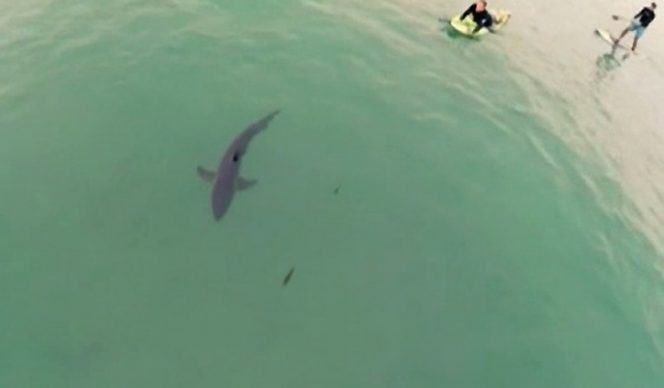 
					Drone dipakai untuk mengamati garis pantai Australia dari bahaya ikan hiu/ ist