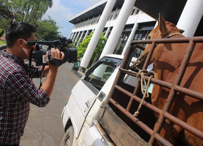 
					Sapi jenis Simental dengan berat 1,2 ton tersebut dibeli Jokowi seharga Rp 75 juta