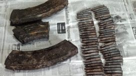 Puluhan butir peluru senjata api beserta magazen ditemukan warga saat memancing ikan di kali Tuapukan, Selasa (18/1). (foto:Eliazar Ballo)