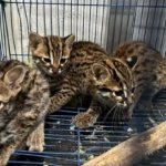 Sindikat Perdagangan Satwa Liar di Medan Terbongkar, Pelaku Terancam Denda Rp20 Miliar