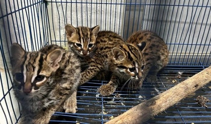 Sindikat Perdagangan Satwa Liar di Medan Terbongkar, Pelaku Terancam Denda Rp20 Miliar