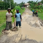 Warga Selopuro Ngawi Tanam Puluhan Pohon Pisang Di Jalan Rusak