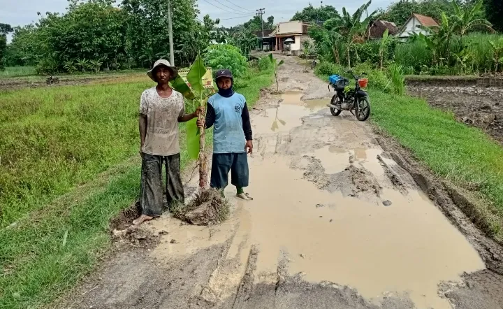 Warga Selopuro Ngawi Tanam Puluhan Pohon Pisang Di Jalan Rusak