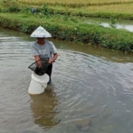 Warga Banyumas pembudidaya lumut kebanjiran order permintaan pemancing yang terus meningkat.
