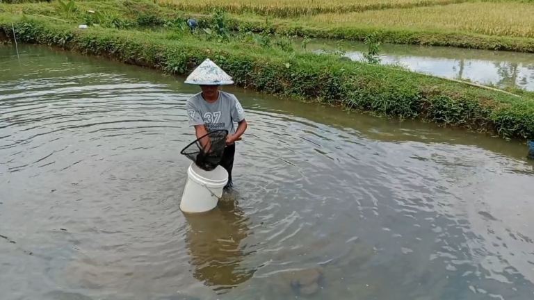 Warga Banyumas pembudidaya lumut kebanjiran order permintaan pemancing yang terus meningkat.