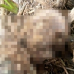 Identifikasi Lewat Susunan Gigi, Kerangka Korban Banjir Garoga Ditemukan di Tapsel