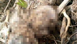 Identifikasi Lewat Susunan Gigi, Kerangka Korban Banjir Garoga Ditemukan di Tapsel