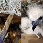 Petugas Gagalkan Penyelundupan Elang dan Monyet di Pelabuhan Bakauheni