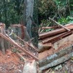 Polres Madina Diminta Tangkap Pelaku Pembalakan Liar di Hutan Kotanopan