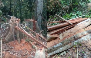 Polres Madina Diminta Tangkap Pelaku Pembalakan Liar di Hutan Kotanopan