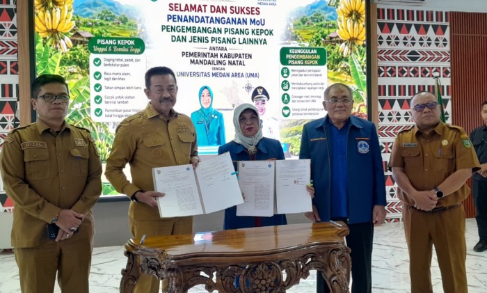 Gandeng UMA, Pemkab Madina Dorong Pisang Kepok Jadi Komoditas Unggulan