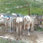 Harga daging sapi tembus Rp160 ribu per kilogram di Banyumas. Stok sapi menipis diduga akibat dampak PMK, pedagang kesulitan pasokan sementara peternak menikmati kenaikan harga. (Foto: ReportaseNews/Kus)