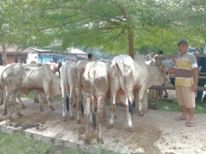Harga daging sapi tembus Rp160 ribu per kilogram di Banyumas. Stok sapi menipis diduga akibat dampak PMK, pedagang kesulitan pasokan sementara peternak menikmati kenaikan harga. (Foto: ReportaseNews/Kus)