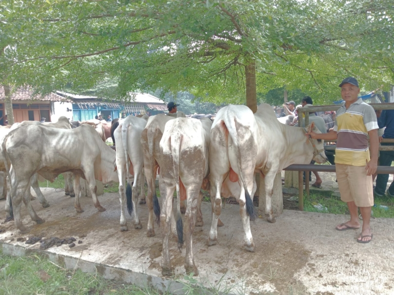 Harga daging sapi tembus Rp160 ribu per kilogram di Banyumas. Stok sapi menipis diduga akibat dampak PMK, pedagang kesulitan pasokan sementara peternak menikmati kenaikan harga. (Foto: ReportaseNews/Kus)