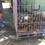 Ular sanca sepanjang tiga meter muncul di teras rumah warga Purwokerto, Banyumas, setelah hujan deras. Warga panik dan menangkap reptil tersebut secara mandiri. (Foto: ReportaseNews/Kus)