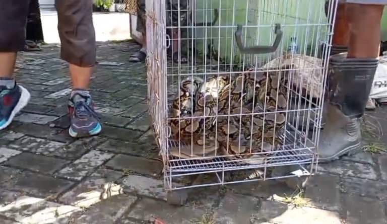 Ular sanca sepanjang tiga meter muncul di teras rumah warga Purwokerto, Banyumas, setelah hujan deras. Warga panik dan menangkap reptil tersebut secara mandiri. (Foto: ReportaseNews/Kus)