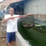 Mantan debt collector di Banyumas sukses ternak gurame dari lahan sempit. Modal Rp5 juta berkembang hingga omzet mencapai Rp50 juta. (Foto: ReportaseNews/Kus)