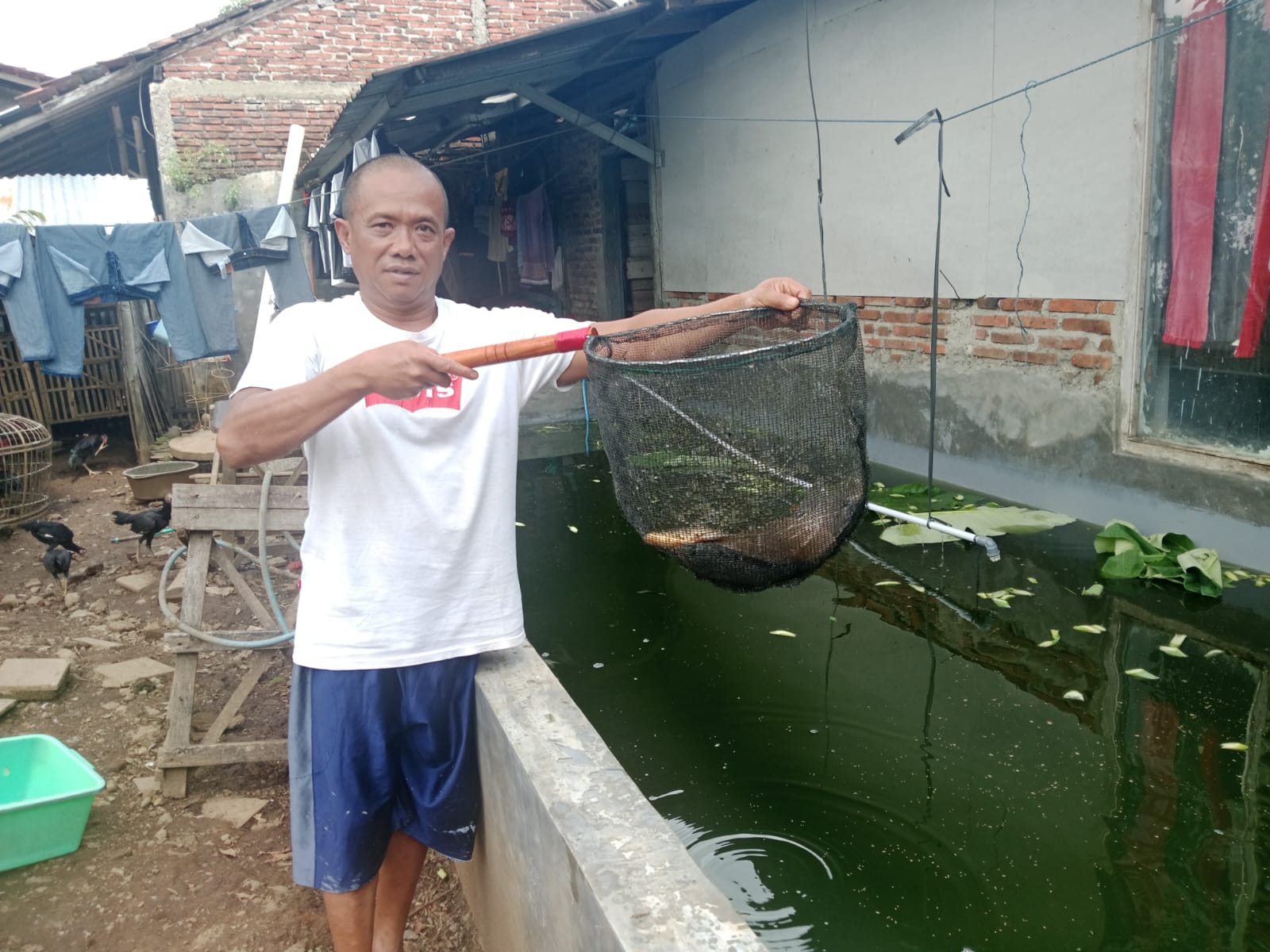Mantan debt collector di Banyumas sukses ternak gurame dari lahan sempit. Modal Rp5 juta berkembang hingga omzet mencapai Rp50 juta. (Foto: ReportaseNews/Kus)