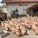 Kisah inspiratif usaha ternak bebek rumahan di Banyumas, dari 20 ekor berkembang jadi 200 ekor dan mampu menghasilkan 140 telur per hari dengan omzet ratusan ribu rupiah. (Foto: ReportaseNews/Kus)
