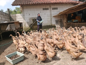 Kisah inspiratif usaha ternak bebek rumahan di Banyumas, dari 20 ekor berkembang jadi 200 ekor dan mampu menghasilkan 140 telur per hari dengan omzet ratusan ribu rupiah. (Foto: ReportaseNews/Kus)