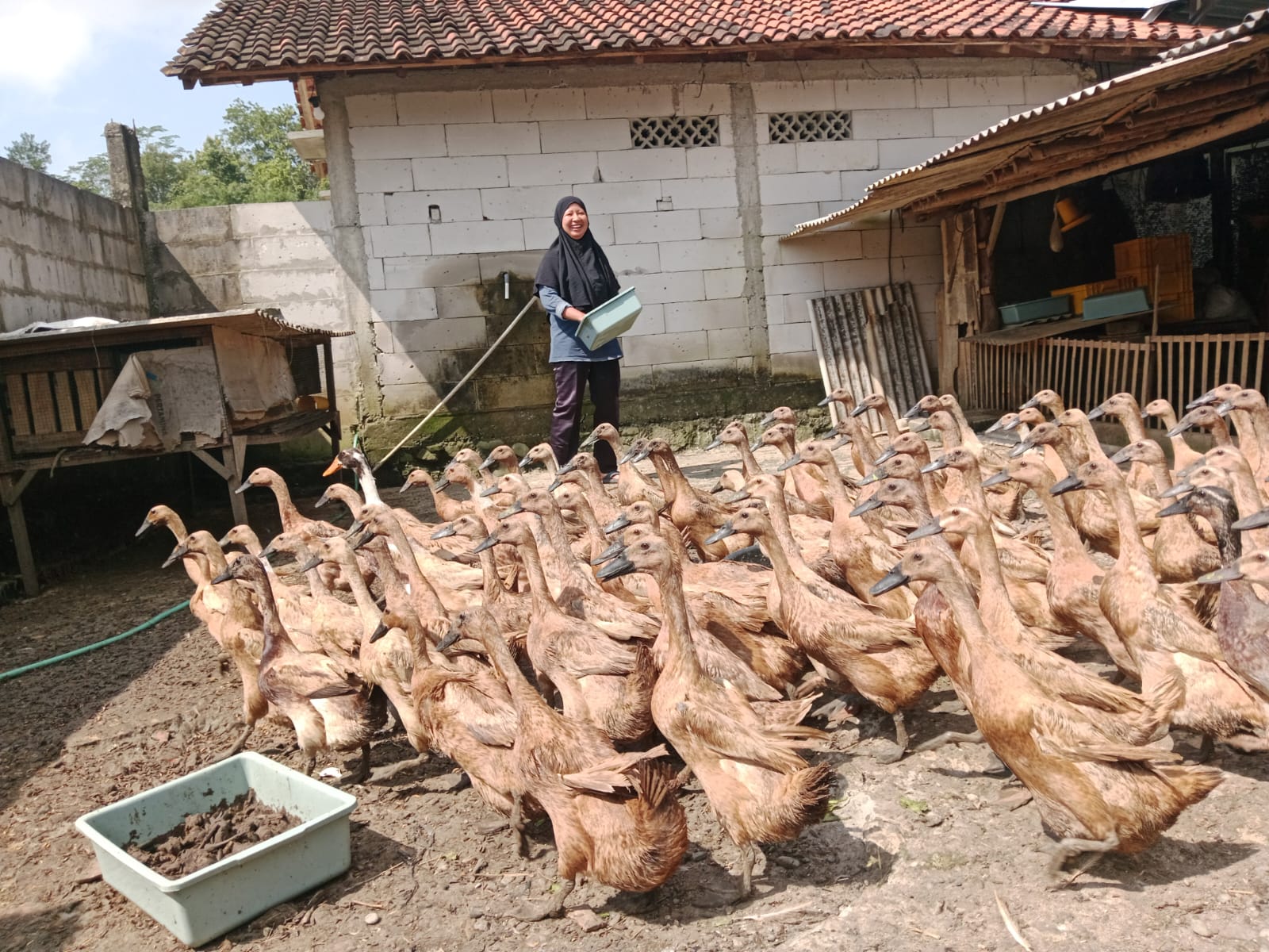Kisah inspiratif usaha ternak bebek rumahan di Banyumas, dari 20 ekor berkembang jadi 200 ekor dan mampu menghasilkan 140 telur per hari dengan omzet ratusan ribu rupiah. (Foto: ReportaseNews/Kus)