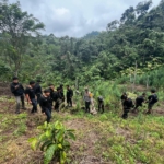 Polda Sumsel bongkar ladang ganja 20 hektar di Empat Lawang dan sita 220 kg ganja. Bandar utama ditangkap, jaringan lintas wilayah diburu. (Foto: ReportaseNews/HO-Humas Polri)