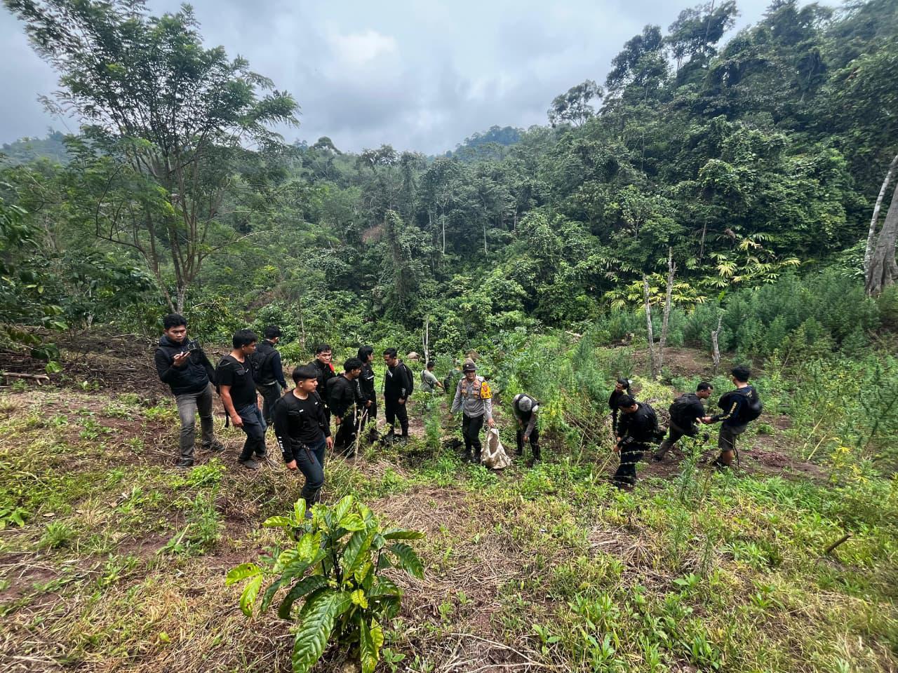 Polda Sumsel bongkar ladang ganja 20 hektar di Empat Lawang dan sita 220 kg ganja. Bandar utama ditangkap, jaringan lintas wilayah diburu. (Foto: ReportaseNews/HO-Humas Polri)