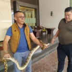 Tamu Hotel Berani Tangkap Sanca Dua Meter di Depan Lobi Grand Daira Palembang
