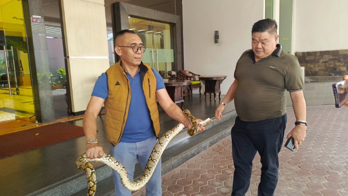 Tamu Hotel Berani Tangkap Sanca Dua Meter di Depan Lobi Grand Daira Palembang