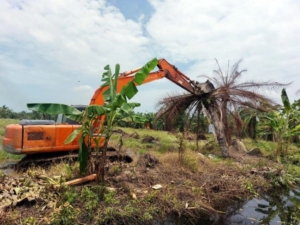 Kemenhut Tertibkan 102 Hektare Kebun Sawit Ilegal di Sumatera Utara