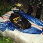 Petugas Gabungan Amankan Puluhan Bal Ganja Tak Bertuan di Madina