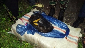 Petugas Gabungan Amankan Puluhan Bal Ganja Tak Bertuan di Madina