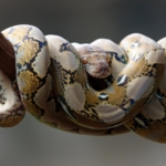 Ilustrasi ular sanca. (Foto: freepik)