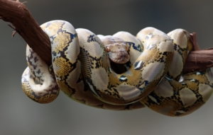 Ilustrasi ular sanca. (Foto: freepik)