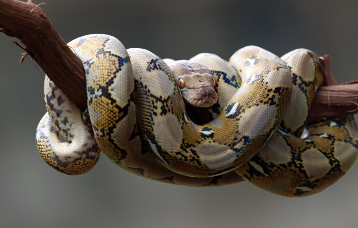 Ilustrasi ular sanca. (Foto: freepik)