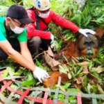 Terjepit di Ladang Sawit, Orang Utan Jantan Dievakuasi ke Rimba Leuser