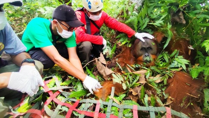 Terjepit di Ladang Sawit, Orang Utan Jantan Dievakuasi ke Rimba Leuser