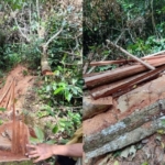 Warga Desak Kapolres Madina Tangkap Pelaku Ilegal Loging di Kotanopan