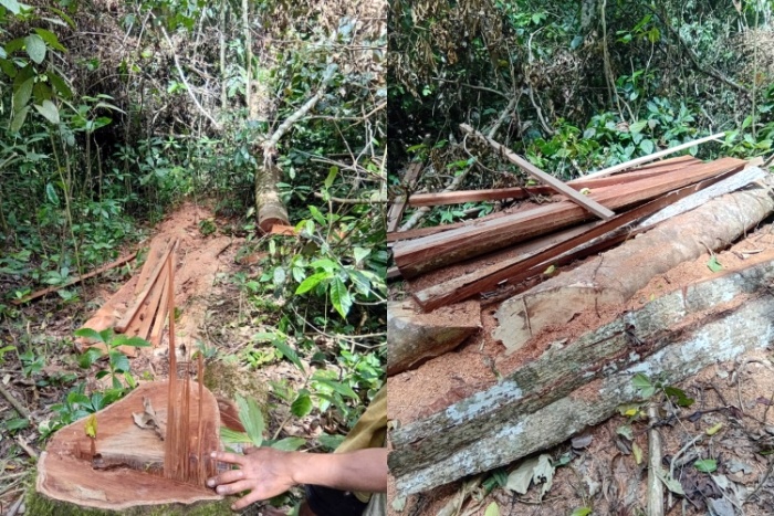Warga Desak Kapolres Madina Tangkap Pelaku Ilegal Loging di Kotanopan