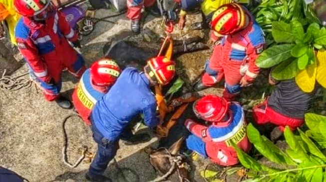 Sapi kurban seberat 350 kilogram terjeblos ke gorong-gorong di Kayu Putih, Pulogadung, Jakarta Timur. Damkar mengevakuasi sapi selama hampir satu jam. (Ist)