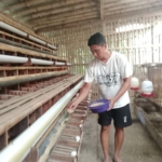 Kisah warga Banyumas mengembangkan usaha ternak ayam Elba dari 25 ekor hingga menghasilkan omzet Rp20 juta per bulan saat pandemi. (Foto: ReportaseNews/Kus)