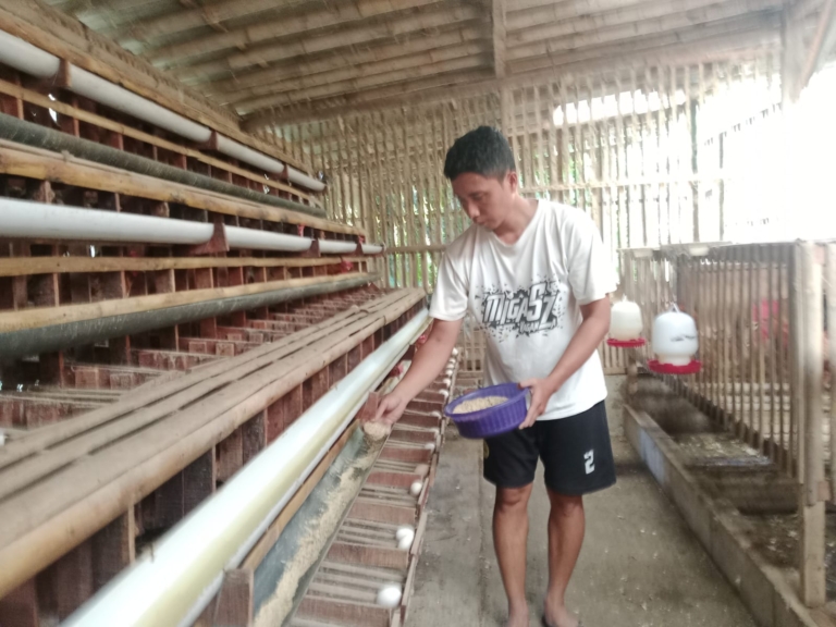 Kisah warga Banyumas mengembangkan usaha ternak ayam Elba dari 25 ekor hingga menghasilkan omzet Rp20 juta per bulan saat pandemi. (Foto: ReportaseNews/Kus)