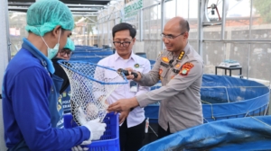 Greenhouse SPPG Palmerah Polda Metro Jaya memanen 80 kilogram sawi dan 560 ekor ikan patin untuk kebutuhan menu bergizi bagi 2.529 penerima manfaat. (Foto: ReportaseNews/HO-Humas PMJ)