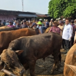 Bupati Blora Sidak Pasar Hewan, Penjualan Sapi Naik 2 Kali Lipat