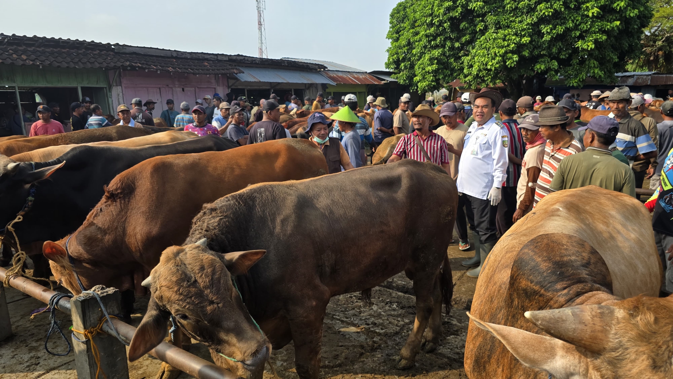 Bupati Blora Sidak Pasar Hewan, Penjualan Sapi Naik 2 Kali Lipat
