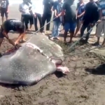 Hiu paus sepanjang 6,5 meter ditemukan mati terdampar di Pantai Kenari, Cilacap. Proses evakuasi terkendala ukuran tubuh dan keterbatasan alat berat. (Foto: RN/Kus)