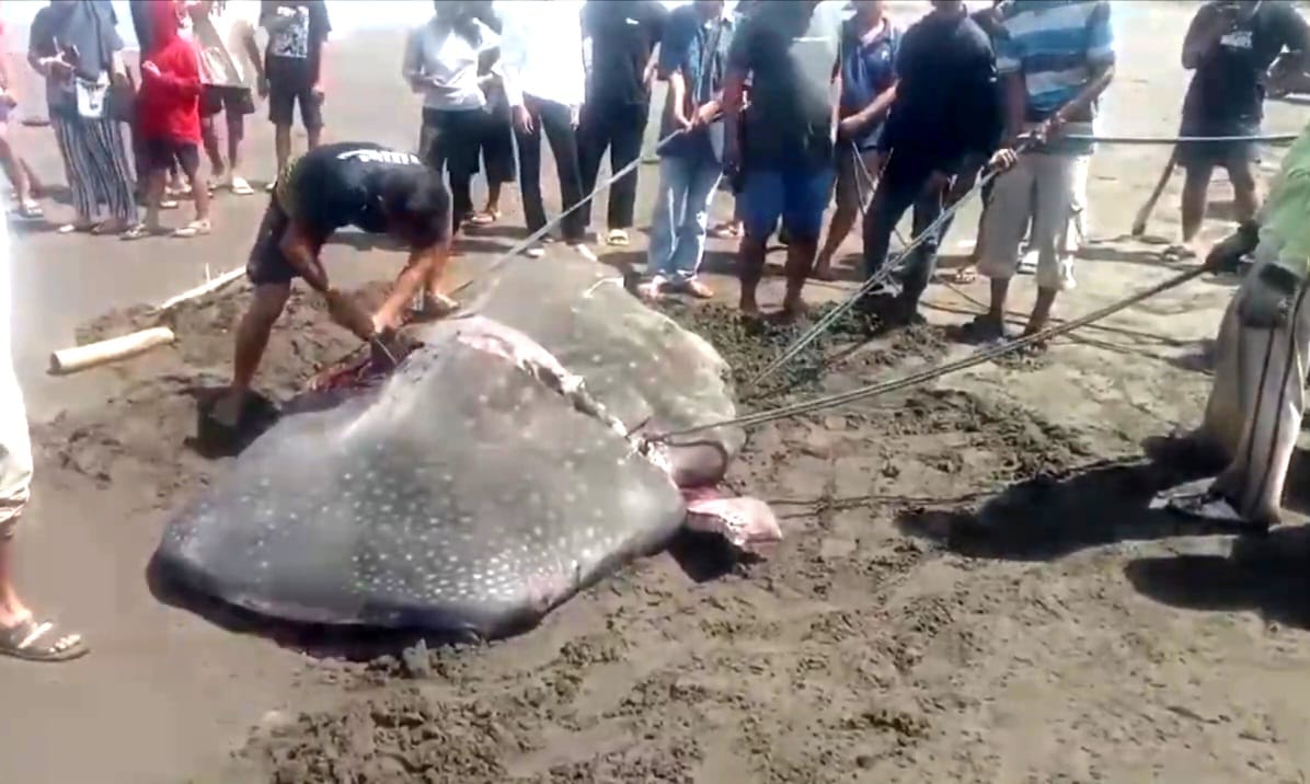 Hiu paus sepanjang 6,5 meter ditemukan mati terdampar di Pantai Kenari, Cilacap. Proses evakuasi terkendala ukuran tubuh dan keterbatasan alat berat. (Foto: RN/Kus)