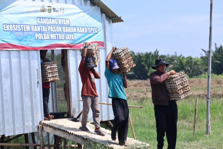 Polda Metro Jaya memanen 3.000 butir telur di Muara Gembong, Bekasi, lalu menyalurkannya ke dua SPPG untuk mendukung program pangan bergizi masyarakat. (Foto: ReportaseNews/HO-Humas Polda Metro Jaya)