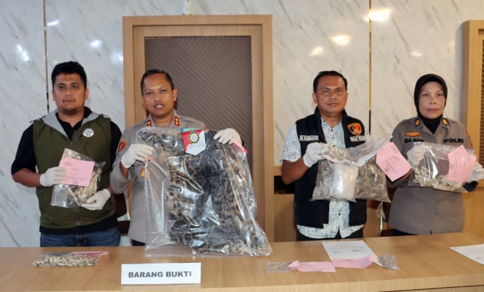 Jual Organ Harimau Dahan, Dua Warga Madina Ditangkap Polres Padangsidimpuan
