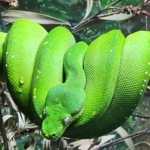 Ular sanca hijau Papua (Morelia viridis). (Wikipedia)
